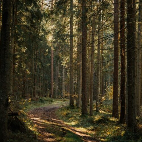 Escape into nature and explore serene trails at your own pace.